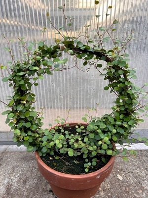 Muehlenbeckia Ring